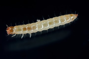 Larva of Depressed Flour Beetle - Palorus subdepressus it is a species of beetle in the family Tenebrionidae (Darkling beetles), the darkling beetles. It is stored pest.