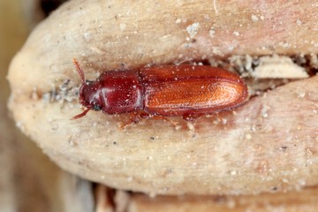 Obraz premium agriculture, animal, animals, arthropoda, background, beetle, beetles, biology, brown, bug, butterfly, cereal, close, closeup, coleopteran, crop, entomology, environment, farm, fauna, field, flour, fl