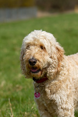 Poodle hybrid in portraits on a green meadow.