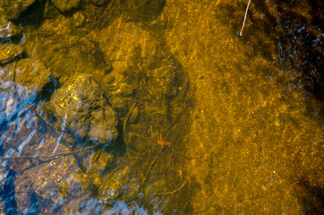 Malše is a river in Austria and in the Czech Republic, and a right tributary of the Vltava.