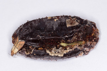 Caterpillar and moth of indian mealmoth, Indianmeal moth Plodia interpunctella a pyraloid moth from family Pyralidae is common pest of stored products and pest of food in homes. On damaged dried plums