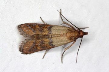 Indian mealmoth Plodia interpunctella of a pyraloid moth of the family Pyralidae is common pest of stored products and pest of food in homes. Moth on wall.