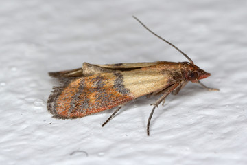 Indian mealmoth Plodia interpunctella of a pyraloid moth of the family Pyralidae is common pest of stored products and pest of food in homes. Moth on wall.