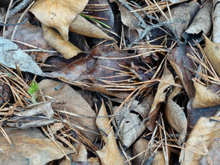 abstract background from last year's leaves and pine needles