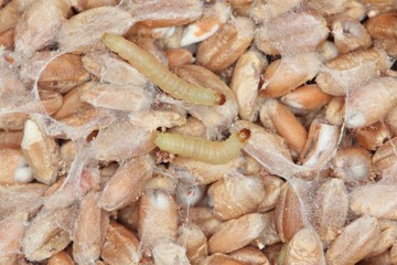 Caterpillar of Indianmeal moth Plodia interpunctella of a pyraloid moth of the family Pyralidae is common pest of stored products and pest of food in homes. Caterpillars on damaged grain.