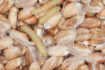 Caterpillar of Indianmeal moth Plodia interpunctella of a pyraloid moth of the family Pyralidae is common pest of stored products and pest of food in homes. Caterpillars on damaged grain.