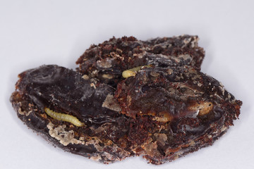 Caterpillar of indian mealmoth or Indianmeal moth Plodia interpunctella of a pyraloid moth from the family Pyralidae is common pest of stored products and pest of food in homes. On damaged dried plums