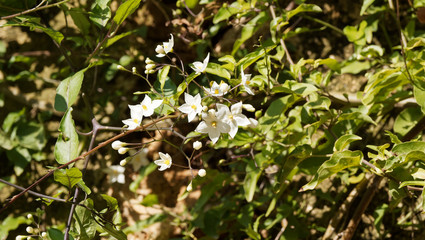 Fototapeta premium (Solanum jasminoides) Morelle faux-jasmin aux petites fleurs blanc pur, étoilées et lobées aux étamines jaunes