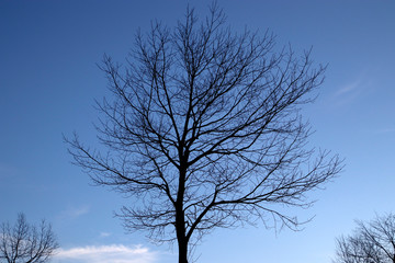 Tree in a winter day