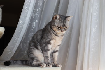 レースカーテン前猫全身アメリカンショートヘアー