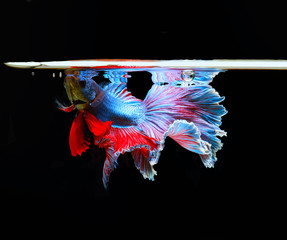 Red and blue tail  betta fish, Siamese fighting fish, betta splendens (Halfmoon betta, Pla-kad (biting fish) isolated on black background.