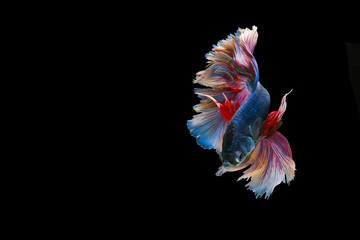 Red and blue tail  betta fish, Siamese fighting fish, betta splendens (Halfmoon betta, Pla-kad (biting fish) isolated on black background.