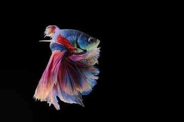 Red and blue tail  betta fish, Siamese fighting fish, betta splendens (Halfmoon betta, Pla-kad (biting fish) isolated on black background.