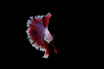 Red and white betta fish, Siamese fighting fish, betta splendens (Halfmoon betta, Pla-kad (biting fish) isolated on black background.