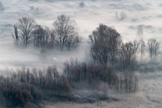 Fototapeta Winter landscape, the misty forest at morning