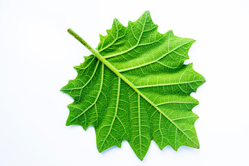 Fototapeta premium Green leaves with white hair isolated on a white background, eggplant leaves.