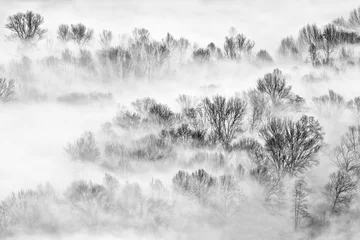 Zelfklevend Fotobehang Zwart wit Bomen in de mist bij zonsopgang
