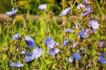 Blue chicory flowers in the meadow, summertime outdoor background