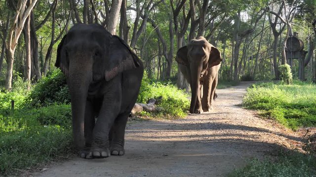 Two Asian Elephants walking along a dirt road in the jungles of Northern Thailand.
