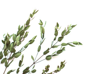 Green branch on a white background, small green leaves.