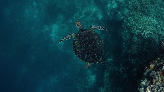 Overhead shot of a green sea turtle (chelonia mydas) while swimming gracefully in the pristine reef of Moalboal, Cebu.