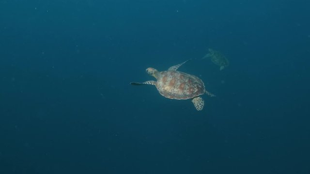 Two green sea turtles (chelonia mydas) gracefully swimming underwater in the seas of Moalboal, Cebu, slow motion.