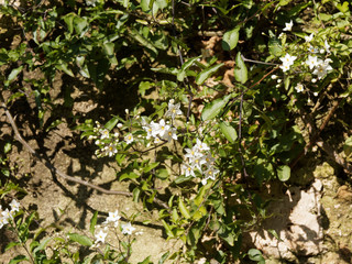 (Solanum jasminoides) Morelle faux-jasmin, un arbuste ramifié au feuillage vert, grimpant, garni de petites fleurs blanc pur, étoilées et lobées, étamines jaunes, décorant vieux murs ou pergolas  