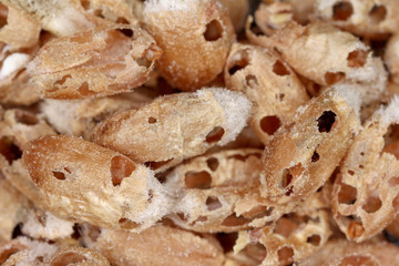 cereal grains damaged by Rhyzopertha dominica commonly as lesser grain borer, American wheat weevil, Australian wheat weevil, and stored grain borer