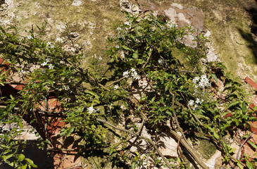 (Solanum jasminoides) Morelle faux-jasmin, un arbuste ramifié au feuillage vert, grimpant, garni...