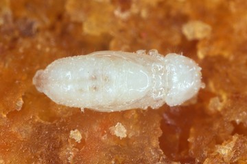 Pupa of Rhyzopertha dominica commonly as the lesser grain borer, American wheat weevil, Australian wheat weevil, and stored grain borer. It is pest of stored cereal grains worldwide.