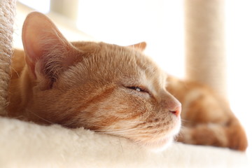 陽だまりでうとうと眠る猫アメリカンショートヘアー