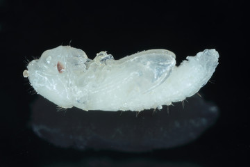Pupa of Rhyzopertha dominica commonly as the lesser grain borer, American wheat weevil, Australian wheat weevil, and stored grain borer on black background. It is pest of stored cereal grains worldwid