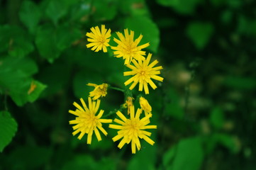 yelow flower 