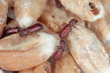 Rhyzopertha dominica commonly as the lesser grain borer, American wheat weevil, Australian wheat weevil, and stored grain borer in damaged grain. It is pest of stored cereal grains worldwide.