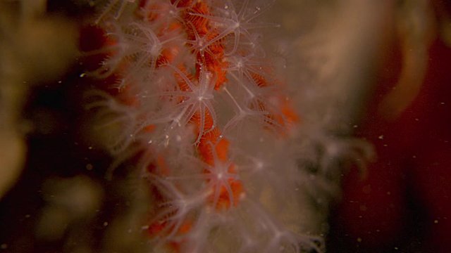 corallium rubrum 2