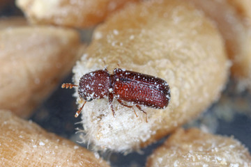 Rhyzopertha dominica commonly as the lesser grain borer, American wheat weevil, Australian wheat weevil, and stored grain borer in damaged grain. It is pest of stored cereal grains worldwide.