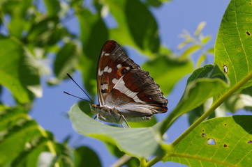 Plakat butterfly on a leaf