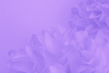 Beautiful abstract color purple and blue flowers on white background and light purple flower frame and purple leaves texture, purple background