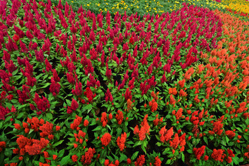 The garden have colorful flowers are yellow, orange, red, purple, white.