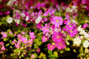 Obraz premium Purple Flower in the garden
