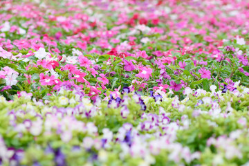 Obraz na płótnie Canvas colorful flowers blooming in garden