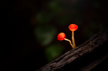 Macro photography of Cookeina mushroom or Red Champagne mushroom in rainforest.