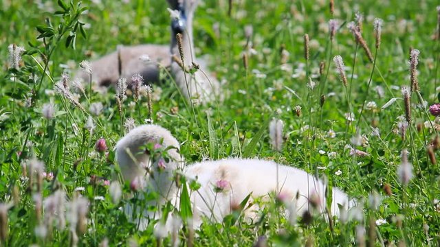 baby swan sitting in grass and eating