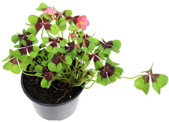 Four leaf clover. Four leaves clovers blooming in pot on white background