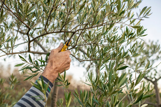 podar olivos, mano, tijeras, cosecha