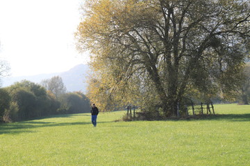 Wild willow and pear trees in the meadow