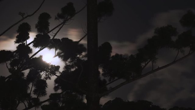Timelapse of moon rising behind rushing clouds and tree