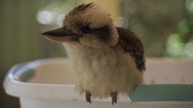 Close up of Australian Kookaburra bird sat on a washing basket in garden