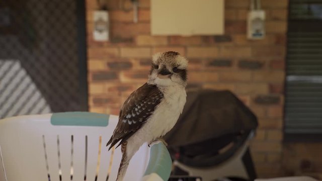 Close up of Australian Kookaburra bird sat on a washing basket in garden