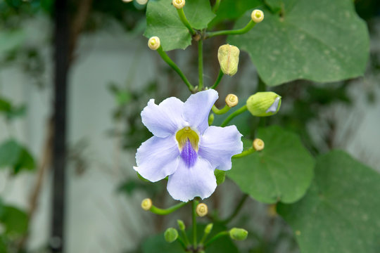 Thunbergia grandiflora, Beautiful Blue Bengal Trumpet flower, focus selective.